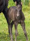poulain paint horse