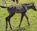 poulain paint horse