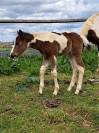 pouliche OC Paint Horse