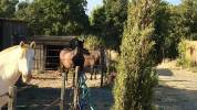 Propiedad ecuestre En venta H&eacute;rault