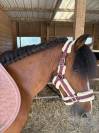Poney à vendre urgent 