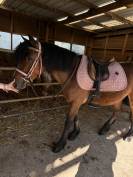 Poney à vendre urgent 
