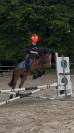 Poney à vendre urgent 