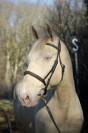 Caballo castrado Lusitano En venta 2016 Crema por Zenite