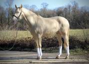 Caballo castrado Lusitano En venta 2016 Crema por Zenite