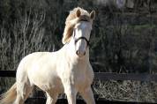 Caballo castrado Lusitano En venta 2016 Crema por Zenite