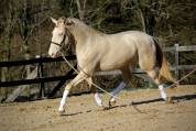 Caballo castrado Lusitano En venta 2016 Crema por Zenite