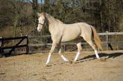 Caballo castrado Lusitano En venta 2016 Crema por Zenite