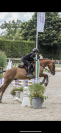poney D à vendre 