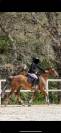 poney D à vendre 