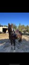 poney D à vendre 