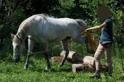 Jument Lipizzan Arabe 3 ans