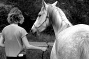 Jument Lipizzan Arabe 3 ans