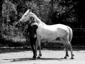 Jument Lipizzan Arabe 3 ans