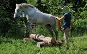 Jument Lipizzan Arabe 3 ans