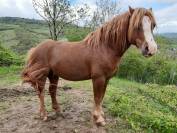 Magnifique poney welsh