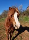 Magnifique poney welsh