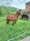 Magnifique ponette OC