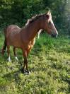 Magnifique ponette OC