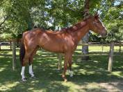 Caballo castrado Pura Sangre Irlandés En venta 2021 Alazán