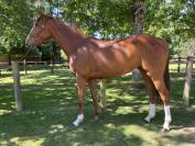 Caballo castrado Pura Sangre Irlandés En venta 2021 Alazán