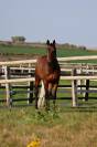 A vendre jument de 6 ans JORLANE DE MARVIC 