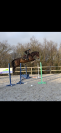 A vendre jument de 6 ans JORLANE DE MARVIC 
