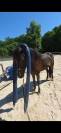Poney hongre PFS PP 3 ans 