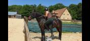 Poney hongre PFS PP 3 ans 