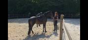 Poney hongre PFS PP 3 ans 