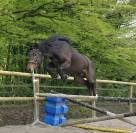 Poney hongre PFS PP 3 ans 