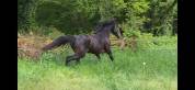 Poney hongre PFS PP 3 ans 