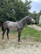 hongre AA 2ans
