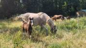 Jument Welsh Part-Bred 