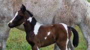 Jument Welsh Part-Bred 