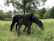 Potranca Dartmoor En venta 2025 Bayo moreno