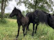 Potranca Dartmoor En venta 2025 Bayo moreno