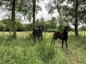 Potranca Dartmoor En venta 2025 Bayo moreno