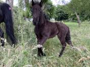 Potranca Dartmoor En venta 2025 Bayo moreno