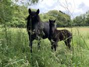 Potranca Dartmoor En venta 2025 Bayo moreno