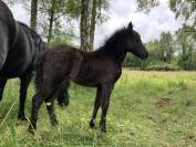 Potranca Dartmoor En venta 2025 Bayo moreno