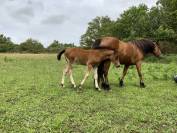 Potro Connemara En venta 2025 Bayo