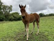 Potro Connemara En venta 2025 Bayo