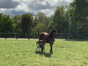 Potro Connemara En venta 2025 Bayo