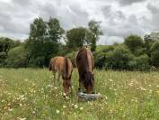 Potro Connemara En venta 2025 Bayo