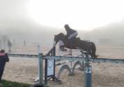 A Vendre Poney D PFS
