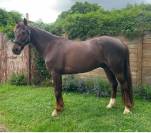 A Vendre Poney D PFS