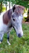 Poney Mâles taille A