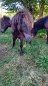 Poney Mâles taille A