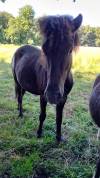 Poney Mâles taille A